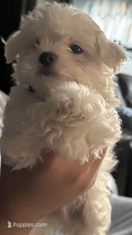 Lola – Maltese puppy for sale in New York, NY