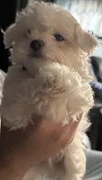 Lola, a female Maltese for sale in New York, NY – 1 of 1