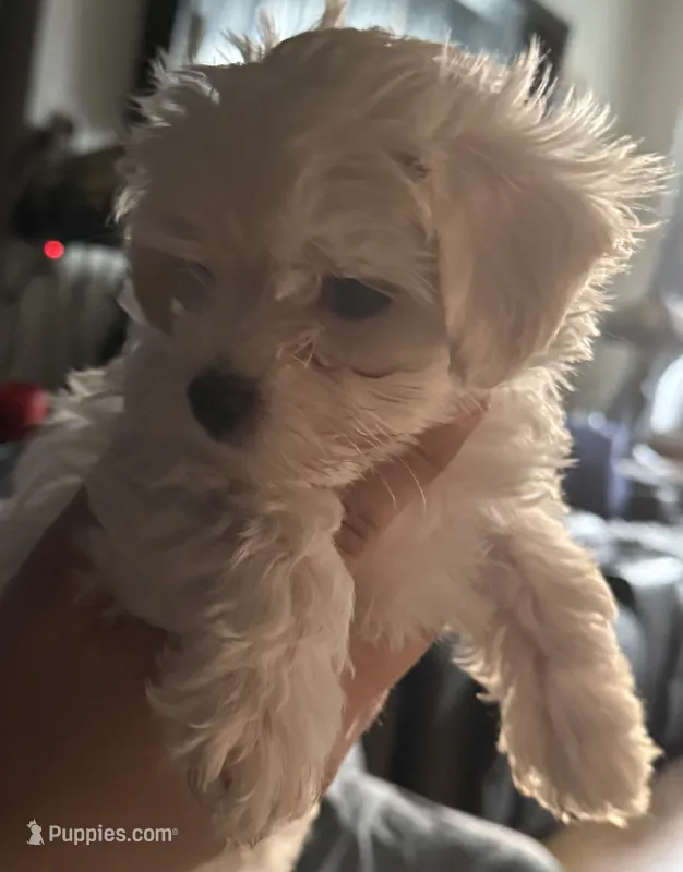 Lily – Maltese puppy for sale in New York, NY