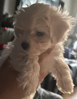Lily, a female Maltese for sale in New York, NY – 1 of 1