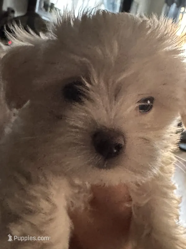 Sawyer – Maltese puppy for sale in New York, NY