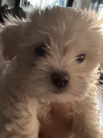 Sawyer, a male Maltese for sale in New York, NY – 1 of 1