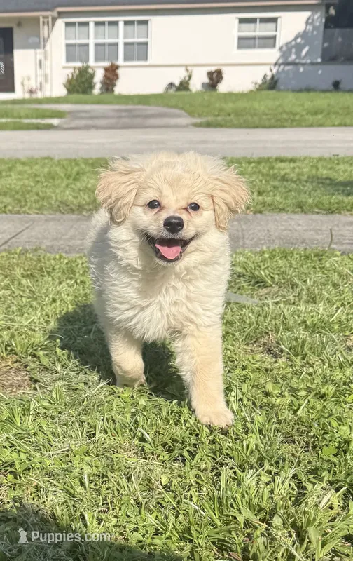 Zoey – Pomapoo puppy for sale in Hollywood, FL