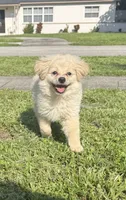 Zoey, a female Pomapoo for sale in Hollywood, FL – 1 of 5