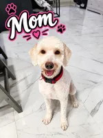 Sweet Girl, a female Pomapoo for sale in Hollywood, FL – 5 of 5