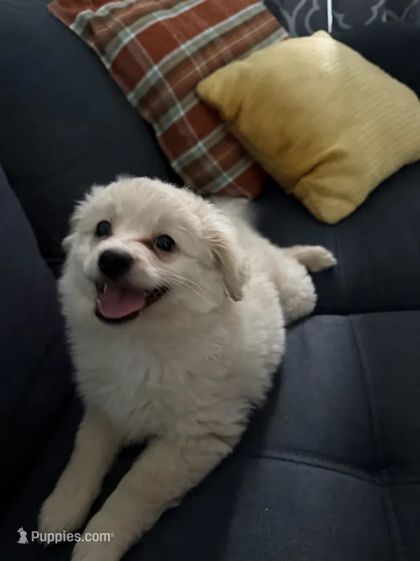 Sweet Girl – Pomapoo puppy for sale in Hollywood, FL