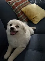 Sweet Girl, a female Pomapoo for sale in Hollywood, FL – 1 of 5