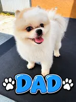Sweet Girl, a female Pomapoo for sale in Hollywood, FL – 4 of 5