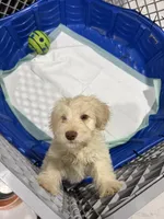 Goldendoodle female, a female Goldendoodle and Miniature Goldendoodle for sale in Hollywood, FL – Photo 1 of 7