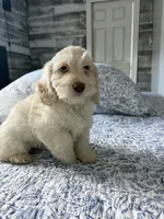 Goldendoodle female, a female Goldendoodle and Miniature Goldendoodle for sale in Hollywood, FL – Photo 5 of 7