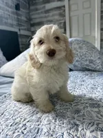 Goldendoodle female, a female Goldendoodle and Miniature Goldendoodle for sale in Hollywood, FL – Photo 2 of 7