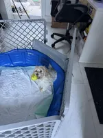 Goldendoodle female, a female Goldendoodle and Miniature Goldendoodle for sale in Hollywood, FL – Photo 7 of 7