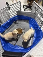 Goldendoodle female, a female Goldendoodle and Miniature Goldendoodle for sale in Hollywood, FL – Photo 6 of 7