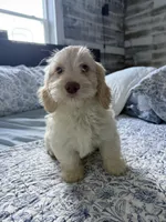 Goldendoodle female, a female Goldendoodle and Miniature Goldendoodle for sale in Hollywood, FL – Photo 3 of 7