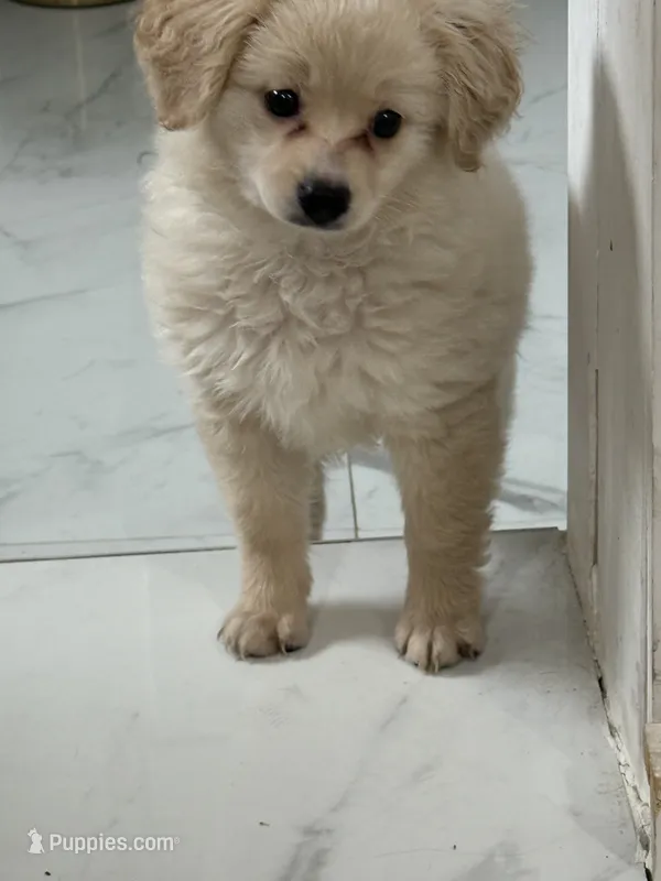 Zoey – Pomapoo puppy for sale in Hollywood, FL