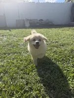 Zoey, a female Pomapoo for sale in Hollywood, FL – 5 of 5