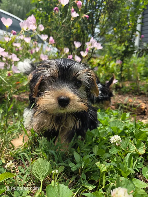 Droopy – Yorkshire Terrier puppy for sale in Las Vegas, NV