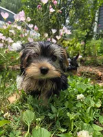 Droopy, a male Yorkshire Terrier for sale in Las Vegas, NV – 1 of 8