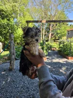Brownie, a male Yorkshire Terrier for sale in Las Vegas, NV – 3 of 7