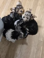 Droopy, a male Yorkshire Terrier for sale in Las Vegas, NV – 2 of 6