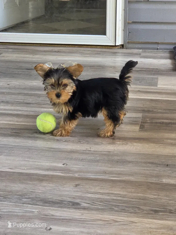 Lucy – Yorkshire Terrier puppy for sale in Las Vegas, NV
