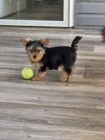 Lucy, a female Yorkshire Terrier for sale in Las Vegas, NV – 1 of 7