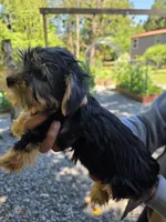 Droopy, a male Yorkshire Terrier for sale in Las Vegas, NV – 3 of 6