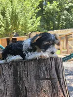 Po, a male Yorkshire Terrier for sale in Las Vegas, NV – 3 of 7