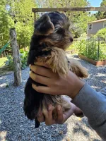 Lucy, a female Yorkshire Terrier for sale in Las Vegas, NV – 7 of 7