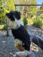 Spot, a male Yorkshire Terrier for sale in Las Vegas, NV – 6 of 6