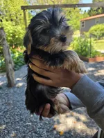 Droopy, a male Yorkshire Terrier for sale in Las Vegas, NV – 5 of 6