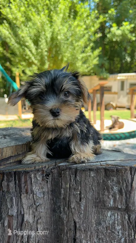 Droopy – Yorkshire Terrier puppy for sale in Las Vegas, NV