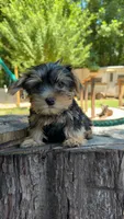 Droopy, a male Yorkshire Terrier for sale in Las Vegas, NV – 1 of 6