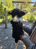Po, a male Yorkshire Terrier for sale in Las Vegas, NV – 4 of 7