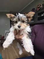 Spot, a male Yorkshire Terrier for sale in Las Vegas, NV – 10 of 10