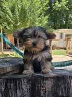 Lucy, a female Yorkshire Terrier for sale in Las Vegas, NV – 3 of 7