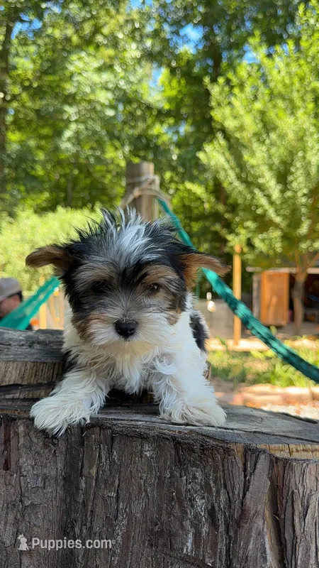 Spot – Yorkshire Terrier puppy on hold in Las Vegas, NV