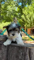 Spot, a male Yorkshire Terrier for sale in Las Vegas, NV – 1 of 6