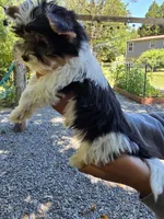 Spot, a male Yorkshire Terrier for sale in Las Vegas, NV – 5 of 6