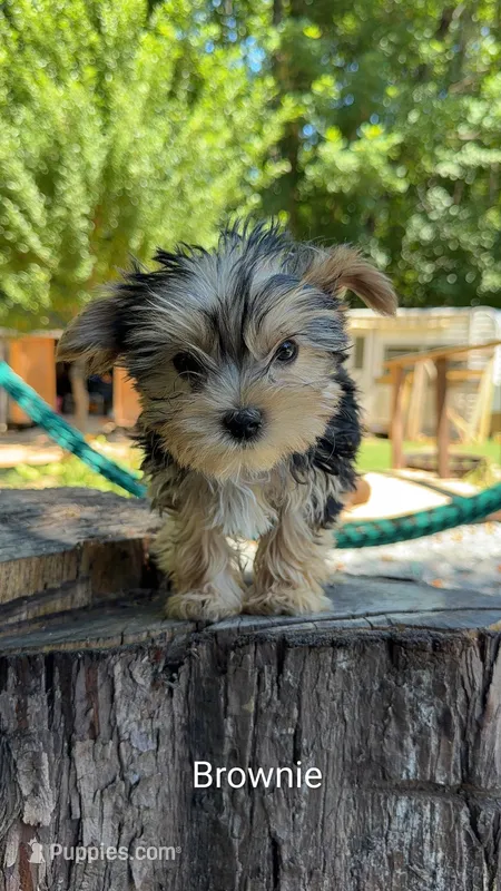 Brownie – Yorkshire Terrier puppy for sale in Las Vegas, NV
