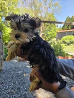 Brownie, a male Yorkshire Terrier for sale in Las Vegas, NV – 6 of 7