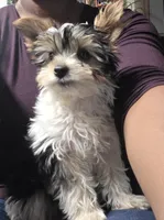 Spot, a male Yorkshire Terrier for sale in Las Vegas, NV – 1 of 10