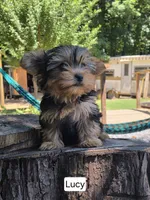 Lucy, a female Yorkshire Terrier for sale in Las Vegas, NV – 2 of 7