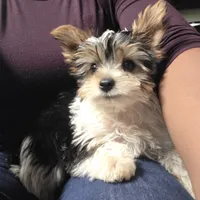 Spot, a male Yorkshire Terrier for sale in Las Vegas, NV – 8 of 10