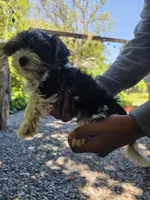 Po, a male Yorkshire Terrier for sale in Las Vegas, NV – 6 of 7