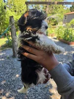 Po, a male Yorkshire Terrier for sale in Las Vegas, NV – 7 of 7
