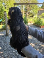 Droopy, a male Yorkshire Terrier for sale in Las Vegas, NV – 6 of 6