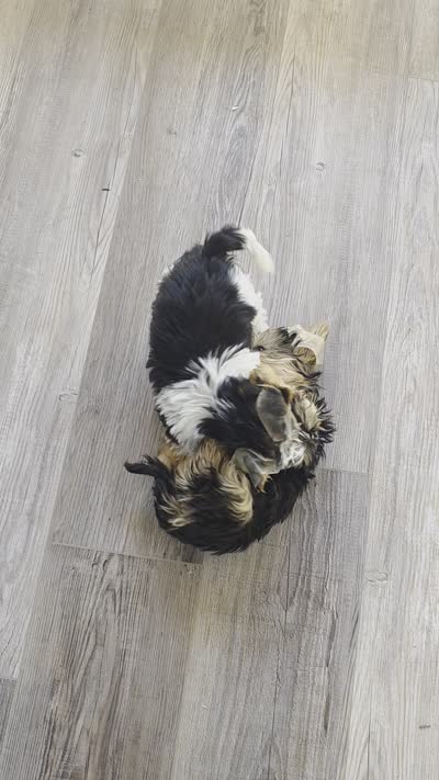 Droopy, a male Yorkshire Terrier for sale in Las Vegas, NV – 4 of 6