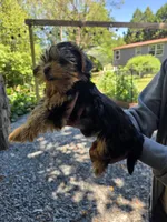 Lucy, a female Yorkshire Terrier for sale in Las Vegas, NV – 4 of 7
