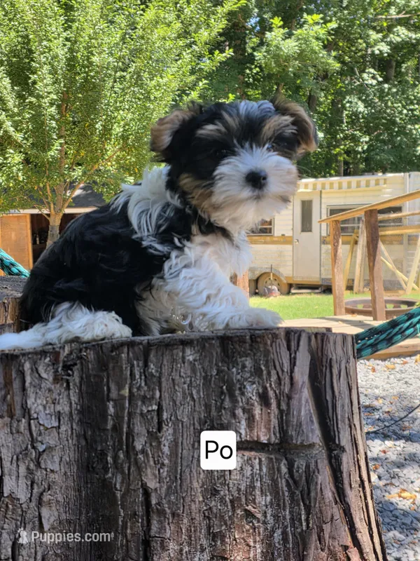 Po – Yorkshire Terrier puppy for sale in Las Vegas, NV